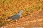 Afep Pigeon Columba unicincta