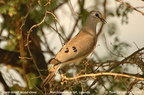 Black-billed Wood Dove Turtur abyssinicus