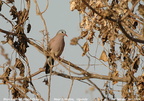 Blue-spotted Wood Dove Turtur afer