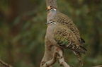 Common Bronzewing Phaps chalcoptera