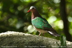 Common Emerald Dove Chalcophaps indica