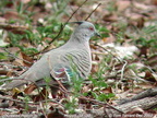 Crested Pigeon Ocyphaps lophotes