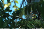 Golden Fruit Dove Ptilinopus luteovirens