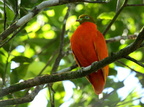Orange Fruit Dove Ptilinopus victor