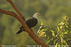 White-headed Pigeon Columba leucomela