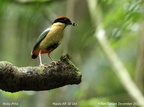 Noisy Pitta Pitta versicolor