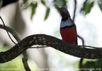 Red-bellied Pitta Erythropitta erythrogaster