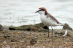 Red-capped Plover Charadrius ruficapillus