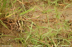 African Snipe Gallinago nigripennis