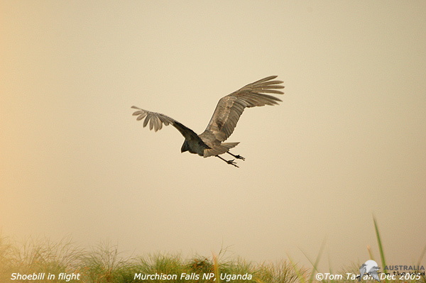 shoebill flight
