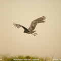 shoebill flight