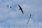 Parasitic Jaeger Stercorarius parasiticus