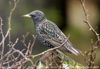 Common Starling Sturnus vulgaris