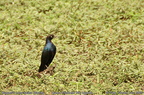 Rueppell s Starling Lamprotornis purpuroptera