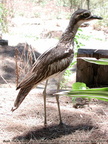 Stone-curlews Thick-knees Burhinidae