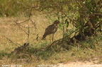Spotted Thick-knee Burhinus capensis