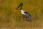 Black-necked Stork Ephippiorhynchus asiaticus