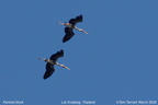 Painted Stork Mycteria leucocephala