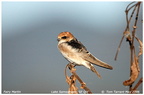 Fairy Martin Petrochelidon ariel