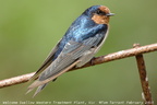 Welcome Swallow Hirundo neoxena