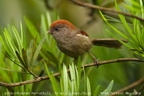 Ashy-throated Parrotbill Sinosuthora alphonsiana