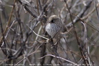 Chinese Fulvetta Fulvetta striaticollis