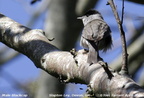 Eurasian Blackcap Sylvia atricapilla