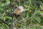 Grey-hooded Fulvetta Fulvetta cinereiceps