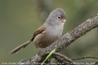 Grey-hooded Parrotbill Sinosuthora zappeyi