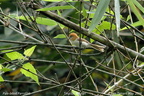 Pale-billed Parrotbill Chleuasicus atrosuperciliaris