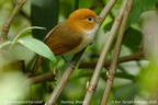 White-breasted Parrotbill Psittiparus ruficeps