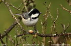 coaltit 8417