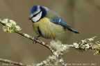 Eurasian Blue Tit Cyanistes caeruleus