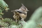 Grey Crested Tit Lophophanes dichrous