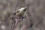 Sichuan Tit Poecile weigoldicus