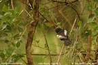 White-shouldered Black Tit Parus guineensis