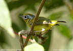 Black-eared Shrike-babbler Pteruthius melanotis