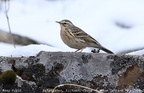 Rosy Pipit Anthus roseatus