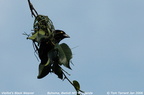 Vieillot s Black Weaver Ploceus nigerrimus