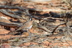 Chestnut-breasted Quail-thrush Cinclosoma castaneothorax