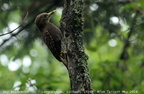 Bay Woodpecker Blythipicus pyrrhotis