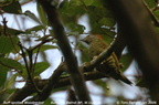 Buff-spotted Woodpecker Campethera nivosa