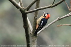 Crimson-breasted Woodpecker Dendrocopos cathpharius