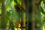 Pale-billed Woodpecker Campephilus guatemalensis