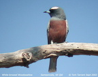 White-browed Woodswallow Artamus superciliosus