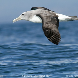 Salvins Albatross Thalassarche salvini