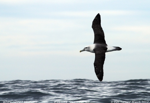 Shy Albatross Thalassarche cauta