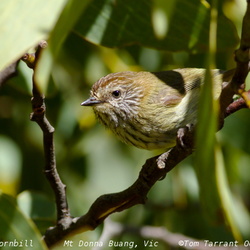 Striated Thornbill Acanthiza lineata