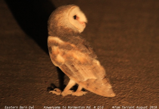 Eastern Barn Owl Tyto delicatula