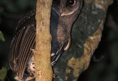 Barn Owls Tytonidae